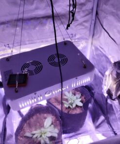 Zazzy 2X2 Grow Tent 24"x24"x48"600D Mylar Hydroponic Indoor Plant Grow Tents with Observation Window, Tool Bag and Removable Waterproof Floor Tray for Plants 15 71TKvIyu0eL