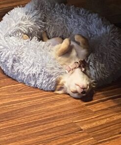 NaturVet Quiet Moments Calming Aid Dog Supplement – Helps Promote Relaxation, Reduce Stress, Storm Anxiety, Motion Sickness for Dogs – Tasty Pet Soft Chews with Melatonin – 70 Ct. Dog - Quiet Moments Melatonin 70 Soft Chews 29 71TLaZ3dk3L