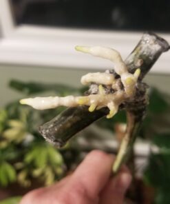 SUPERthrive The Original Vitamin Solution - Liquid Concentrate, May Add to Any Fertilizing Program, 4 fl. oz. 4 Ounces 46 71TMEZI0ZiL