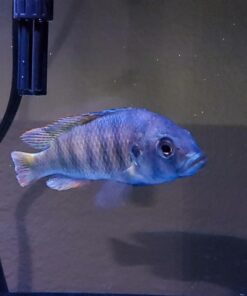 API General Cure Freshwater and Saltwater Fish Powder Medication 10-Count Box 1 14 71TNac2SDL