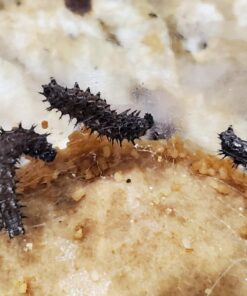 10 Live Caterpillars Shipped Now: Butterfly Kit Refill 37 71TNzmfjbL