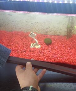 API ALGAE SCRAPER For Glass Aquariums 1-Count Container Blacks & Grays 17 71TOdLRbwiL