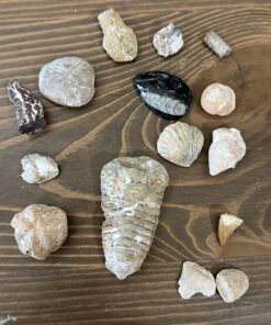 NATIONAL GEOGRAPHIC Mega Fossil Dig Kit - Excavate 15 Genuine Prehistoric Fossils, Kids Educational Toys, Great Science Kit Gift for Girls and Boys (Amazon Exclusive) 41 71TP35a2NnL