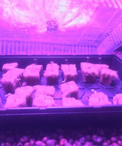 KingLED Newest 3000w LED Grow Lights with LM301B LEDs 4 * 2ft Coverage Full Spectrum Grow Lights for Indoor Hydroponic Plants Veg Bloom Greenhouse Growing Lamps 46 71TQ6BmR7iL