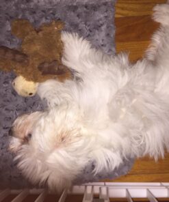 KONG - Cozie Marvin Moose - Indoor Cuddle Squeaky Plush Dog Toy - for Small Dogs Gold,brown 37 71TSAVvxcmL