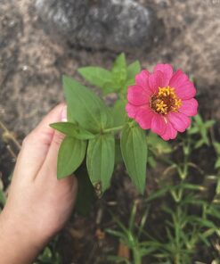 Outsidepride Zinnia Elegans Lilliput Heat & Drought Tolerant Garden Cut Flower Mix - 1000 Seeds Lilliput Mix 52 71TT0HkzY3L