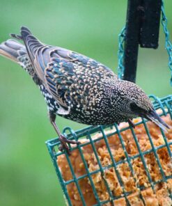 Cole's FS16 Flaming Squirrel Seed Sauce, 16-Ounce 1 35 71TT8M39FrL