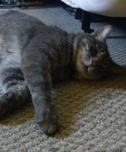 KONG - Naturals Premium Catnip - Premium North American Grown - 2 Ounce 62 71TTkoYml6L