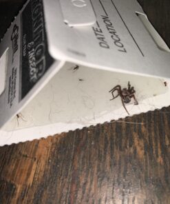 Trapper Insect Trap (Great for Bed Bugs, Spiders, Cockroaches) - Includes 90 Traps 20 71TTl8zkzxL