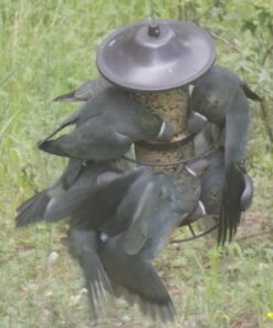 Perky-Pet 325S Panorama Bird Feeder 37 71TTs21eYFL