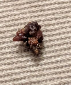 Herb Pharm Stone Breaker (Chanca Piedra) Compound Liquid for Urinary System Support - 1 Fl Oz 1 Fl Oz (Pack of 1) 32 71TXKPcLycL