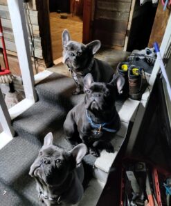 Petrainer Training Collar for Dogs - Waterproof Rechargeable Dog Training E-Collar with 3 Safe Correction Remote Training Modes, Static, Vibration, Beep for Dogs Small, Medium, Large 49 71TXSPKoD5L