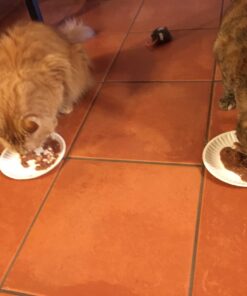 Perfect Stix Paper Plate 6" Paper Plates White, Pack of 300 (Packaging May Vary) 6" Plates 9 71TXoiBe6RL