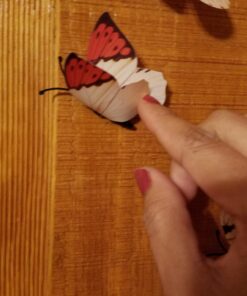 Amaonm® 60 Pcs 5 Packages Beautiful 3D Butterfly Wall Decals Removable DIY Home Decorations Art Decor Wall Stickers & Murals for Babys Bedroom Tv Background Living Room (White2) White2 31 71TZyjsIJvL