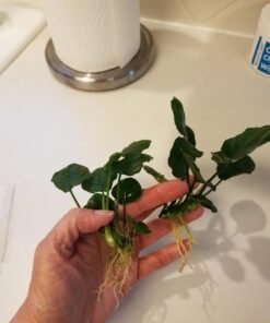 Anubias Barteri Coin Leaves Live Aquarium Plants Freshwater Rhizome 3 Days Live Guaranteed by Mainam 37 71TcNfYCgqL