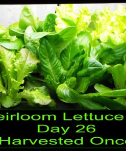 AeroGarden Heirloom Salad Greens Mix Seed Pod Kit - Salad Kit for AeroGarden Indoor Garden, 7-Pod 36 71TcUfPhLuL