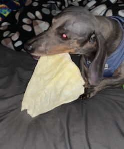 PET MAGASIN Rawhide Alternative Natural Jumbo Cow Ears 12-Pack Dog Treats Super Chew Long-Lasting, Made in Registered Facility 43 71Tg2M5HnxL