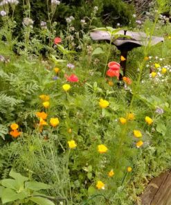 Bee Friendly Wildflower Seed Mix - Bulk 1 Ounce Packet - Over 7,500 Open Pollinated Seeds - Save The Bees! 1 Ounce Pouch 51 71TgJMPcL