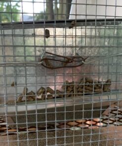 Pet Lodge® Small Animal Feeder with Lid and Sifter Bottom | Outdoor Gravity Feeder for Rabbits, Ferrets and Other Small Animals | Heavy Duty and Durable 12 71Tl WxoCfL