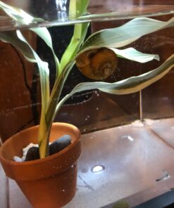 Golden Mystery Snail - 1/2"-2" - Algae Eater for Aquariums 41 71TmAh0V4rL