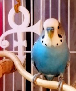 Purple Rain (Expanded Deluxe Edition) 24 71ToOZ2YgkL