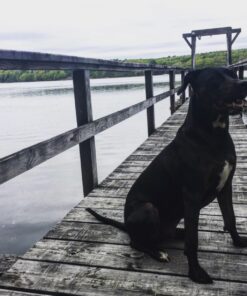 Advantage II XL Dog Vet-Recommended Flea Treatment & Prevention | Dogs Over 55 lbs. | 4-Month Supply 4-Pack 40 71ToyrsQn9L