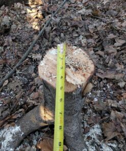 BLACK+DECKER 20V MAX Chainsaw Kit, Cordless, 10 inch, Tool-Free Chain Tensioning, Oil Lubrication System, Battery and Charger Included (LCS1020) 20V Chainsaw Kit 45 71TsgFQ2YNL