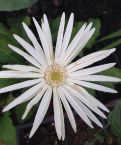 Outsidepride Gerbera Daisy Indoor House Plant or Flower Mix for Outdoor Containers, Pots, Planters, Beds - 100 Seeds 29 71TvoW3NFUL