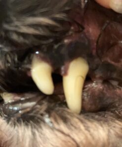 VETRISCIENCE Perio Support Teeth Cleaning Dental Powder for Dogs and Cats, Up to 192 Servings – Clinically Proven to Reduce Plaque and Tartar Perio Powder 28 71TwTOUX6wL