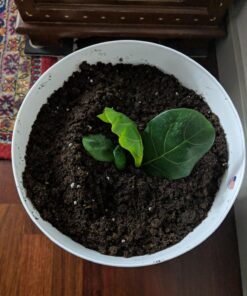 Hoffman 10410 Organic Cactus and Succulent Soil Mix, 10 Quarts 26 71Tx0TpNqiL