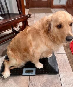 W.C Redmon Precision Digital Pet Scales, Large Large (Pack of 1) 24 71TxMZRm5IL