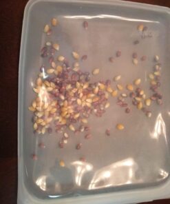 Stasher Reusable Silicone Storage Bag, Food Storage Container, Microwave and Dishwasher Safe, Leak-free, Sandwich, Clear Single 52 71TzCk26PlL