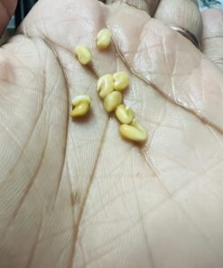 Jiva Organic Fenugreek Seeds 7 Ounce – Non-GMO, Gluten Friendly, All Natural Fenugreek Spice – Organic Fenugreek Seeds for Hair Growth, Cooking & Sprouting - Methi Seeds for Methi Dana Water 36 71U0 UuojIL