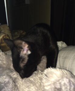 Aurora Plush 12 inches Elephant Tubbie Wubbie (Light Grey) 5 71U0K6X7GEL