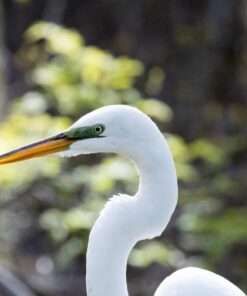 Nikon D500 DX-Format Digital SLR with 16-80mm ED VR Lens Black 63 71U2vxFKV3L