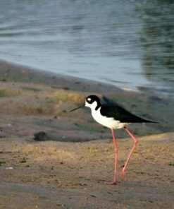 Canon EF-S 55-250mm f/4.0-5.6 is II Telephoto Zoom Lens Base Standard Packaging 65 71U43cRK6lL