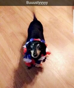 PetArmor for Dogs, Flea and Tick Treatment for Small Dogs (5-22 Pounds), Includes 3 Month Supply of Topical Flea Treatments 3 Count 5-22 lbs 40 71U8cmLWDOL