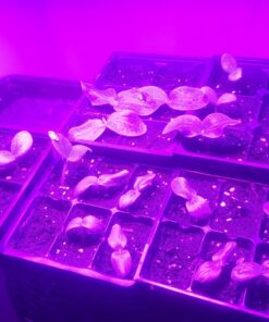 Heirloom Vegetable Seeds Non GMO Survival Seed Kit - Part of Our Legacy and Heritage - 50 Varieties 100% Naturally Grown- Best for Gardeners Who Raise Their Own Healthy Food 1 52 71U8fCscgvL