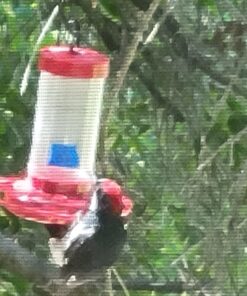 First Nature 3088 32-ounce Oriole Feeder 22 71UAGRU1JpL