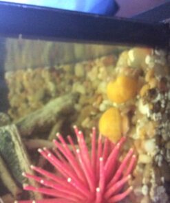 Golden Mystery Snail - 1/2"-2" - Algae Eater for Aquariums 37 71UB InfSkL