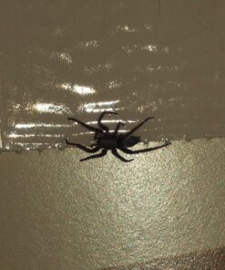 Trapper Insect Trap (Great for Bed Bugs, Spiders, Cockroaches) - Includes 90 Traps 18 71UC3m il9L