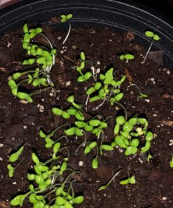 Sow Right Seeds - Flower Seed Collection - Carnation, Gayfeather, Dahlia, Morning Glory, Larkspur, Balsam, Snapdragon, Phlox, Zinnia, & Daisy - Non GMO Heirloom Seeds for Planting - 10 Packets 43 71UHtb1zRkL