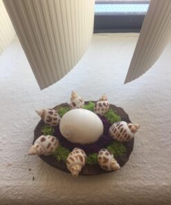 Sea Shells Mixed Beach Seashells - Various Sizes up to 2" Shells -Bag of Approx. 50 Seashells Seashells1 44 71UIaxvBj4L