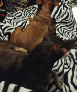 Sunbeam Royal Ultra Night Fog Heated Personal Throw / Blanket, Cozy-Warm, Adjustable Heat Settings 28 71UIqIl4riL