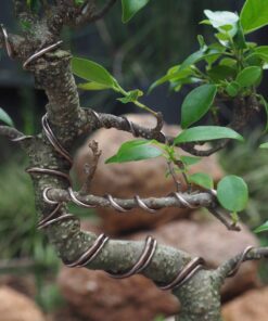 Anodized Aluminum Bonsai Training Wire 5-Size Starter Set with Canvas Bag - 1.0mm, 1.5mm, 2.0mm, 2.5mm, 3.0mm (147 feet total) - Choose Your Color (5 Sizes, Brown) 5 Sizes 19 71UJ5sqW1L