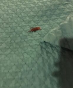 Cooplay 20PCS - Fake Roaches Prank - Cockroach Bugs Look Real Black Red 33 71UMxwf9T L