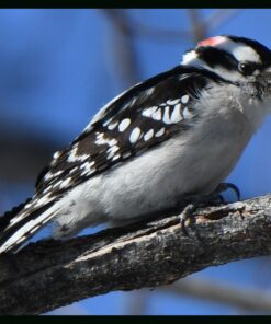 Nikon AF-S FX NIKKOR 80-400mm f.4.5-5.6G ED Vibration Reduction Zoom Lens with Auto Focus for Nikon DSLR Cameras Lens Only 36 71UOZUUnljL