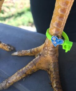 20 Chicken Charm Poultry Leg Bands - Includes Americas Favorite Super Hero's 28 71UOrDnx7xL