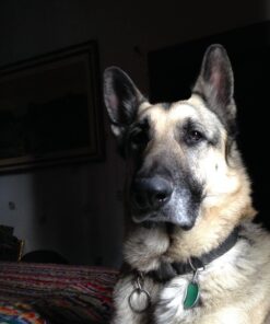 K9 Advantix II XL Dog Vet-Recommended Flea, Tick & Mosquito Treatment & Prevention | Dogs Over 55 lbs. | 4-Mo Supply 4 Pack XL Dog only 28 71UPDmxE55L