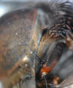 Opti-Tekscope Digital USB Microscope Camera- Advanced CMOS Sensor, True High Definition Macro 200x Zoom Imaging –1600 x 1200, Video, Superior Industrial Quality Base, 8 LED, Windows Mac Linux 58 71UQ3nRj4tL